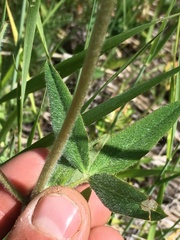 Trifolium eriocephalum