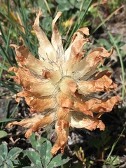 Trifolium macrocephalum