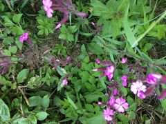 Silene dioica