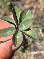Trifolium macrocephalum