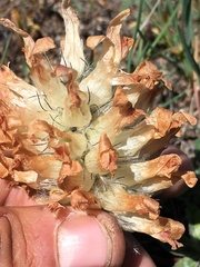 Trifolium macrocephalum
