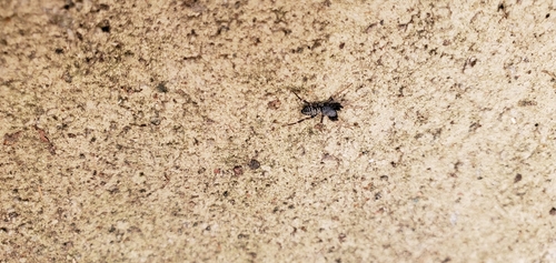 Variegated Ant-mimic Sac Spider photo 3