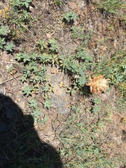 Trifolium macrocephalum