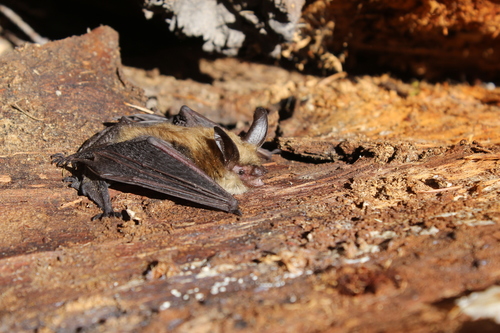 Long-eared Myotis