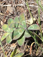 Trifolium macrocephalum