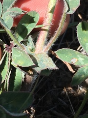 Trifolium macrocephalum