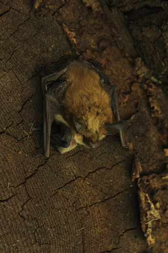 Myotis evotis