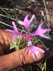 Clarkia pulchella