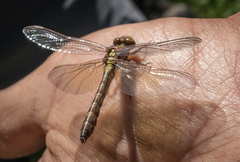 Ophiogomphus howei