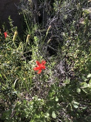 Silene laciniata laciniata