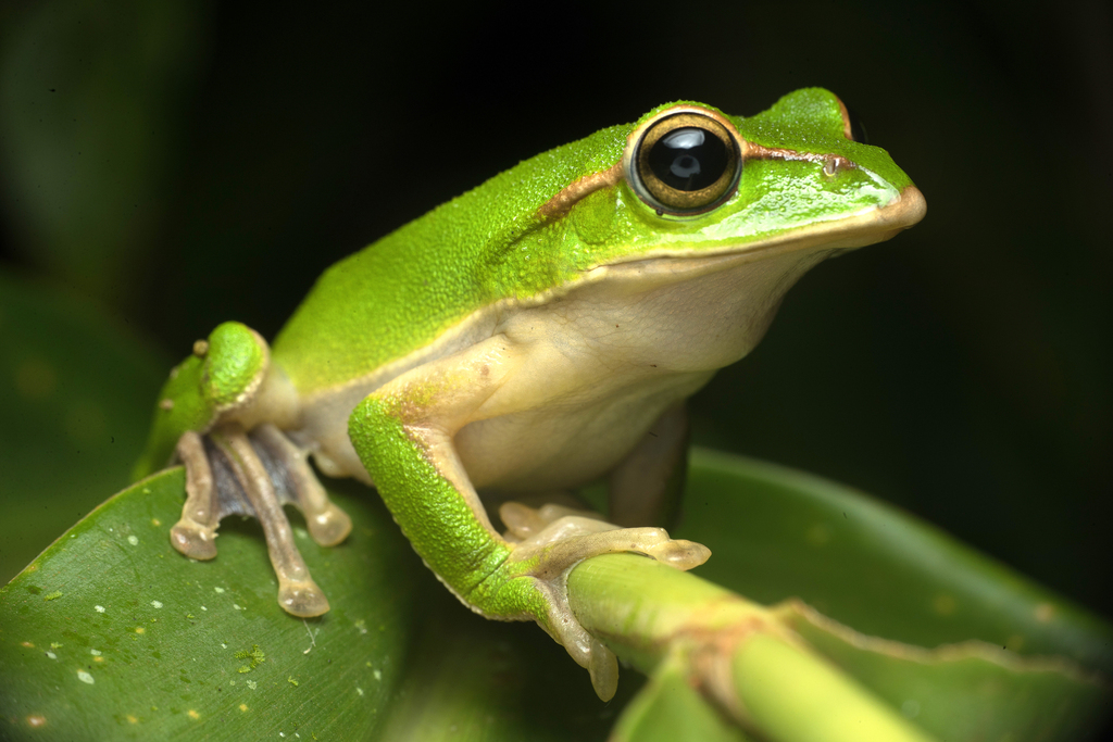 Tributary Flying Frog