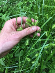 Carex baileyi
