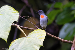 Halmahera Flowerpecker photo 2
