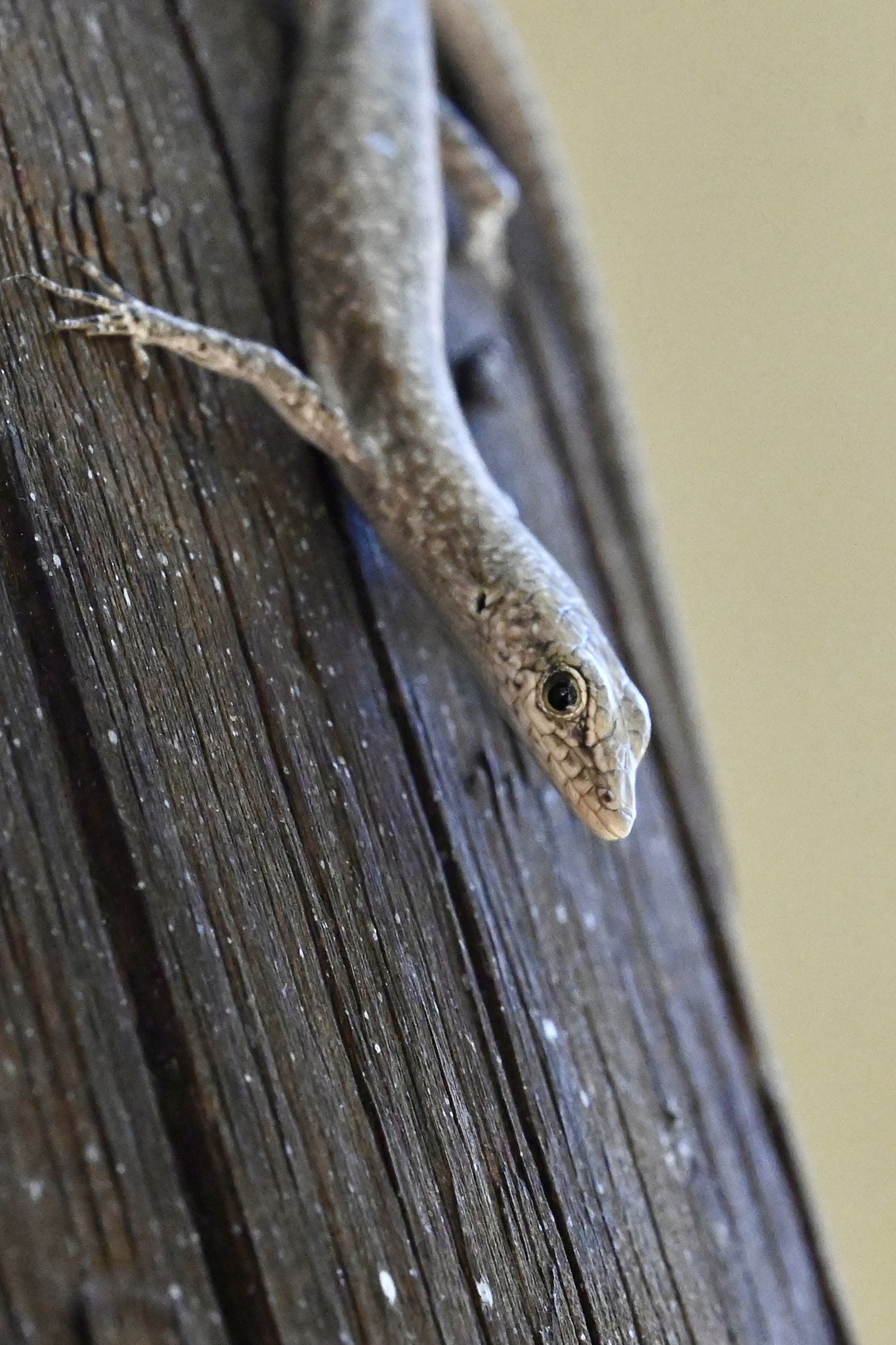 Pygmy Snake-Eyed Skink photo 3