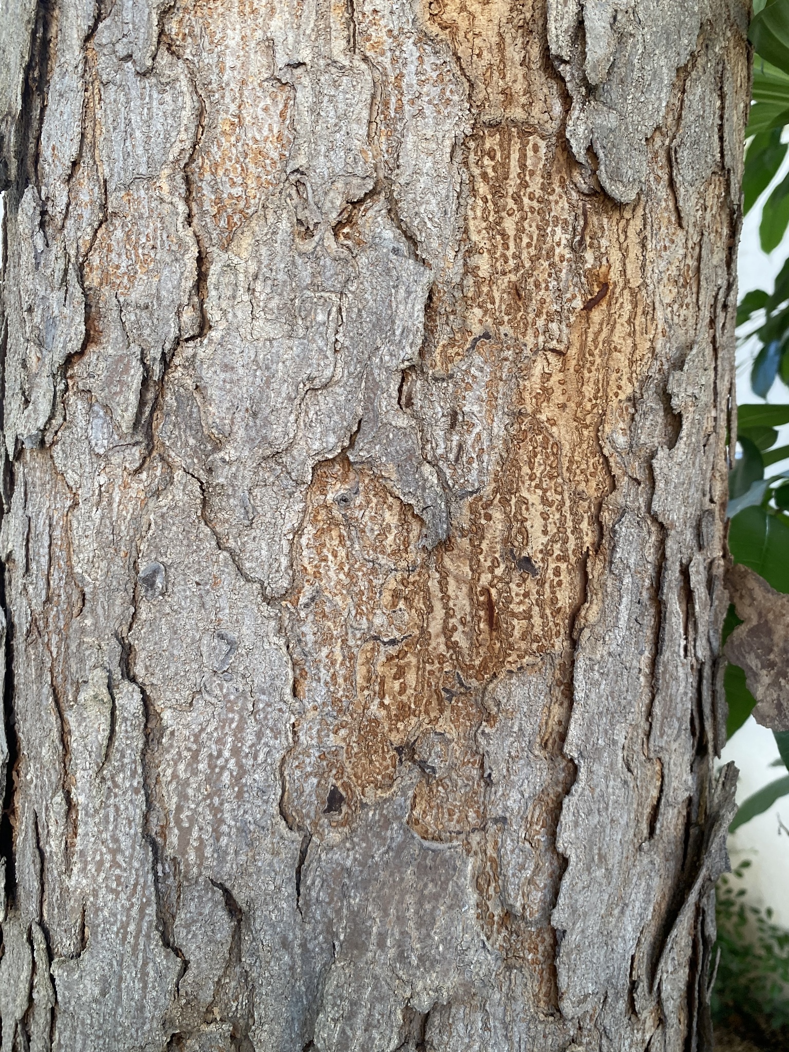 Corteza externa de Caoba (Swietenia macrophylla)