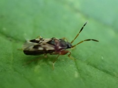 Scolopostethus affinis