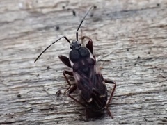 Eremocoris podagricus