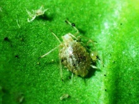 White Dead Nettle Aphid