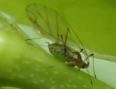 Macrosiphum hellebori