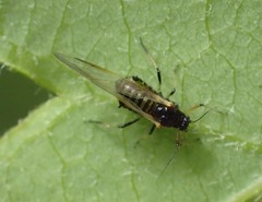 Periphyllus testudinaceus