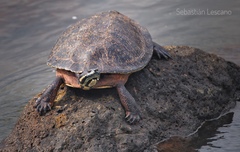 Phrynops williamsi