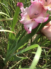 Gladiolus × hortulanus