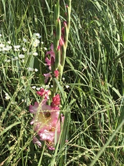 Gladiolus × hortulanus