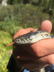 Thamnophis atratus