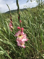 Gladiolus × hortulanus