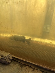 Micropterus dolomieu