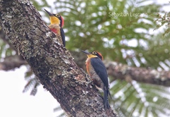 Melanerpes flavifrons