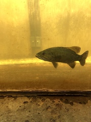 Micropterus dolomieu