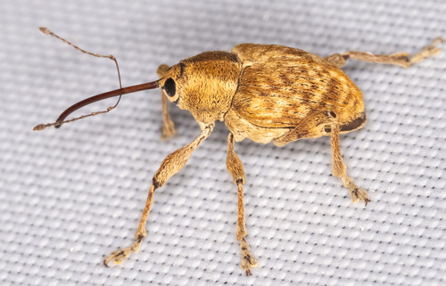 California Acorn Weevil photo 2