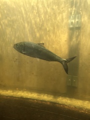 Alosa sapidissima