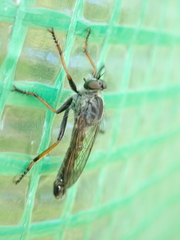 Neomochtherus geniculatus