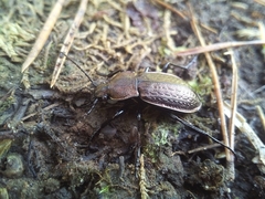 Carabus arvensis