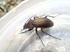 Carabus arvensis