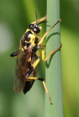 Xylomya terminalis