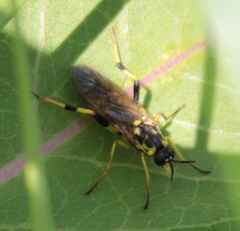 Xylomya terminalis