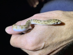 Arizona elegans eburnata
