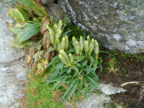 Image of Gentiana frigida by (c) Grzegorz Grzejszczak, some rights reserved (CC BY-SA)