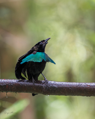 Superb Bird-Of-Paradise photo 3