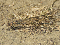 Argia lugens