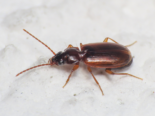 Trechus quadristriatus (Schrank, 1781)