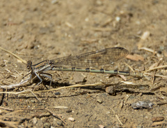 Argia agrioides
