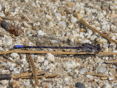Argia emma