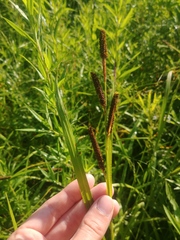 Carex shortiana
