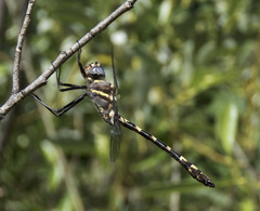 Macromia magnifica