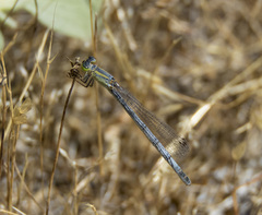 Ischnura perparva