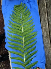 Osmunda claytoniana